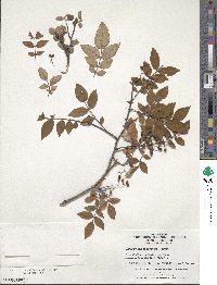 Zanthoxylum bungeanum image