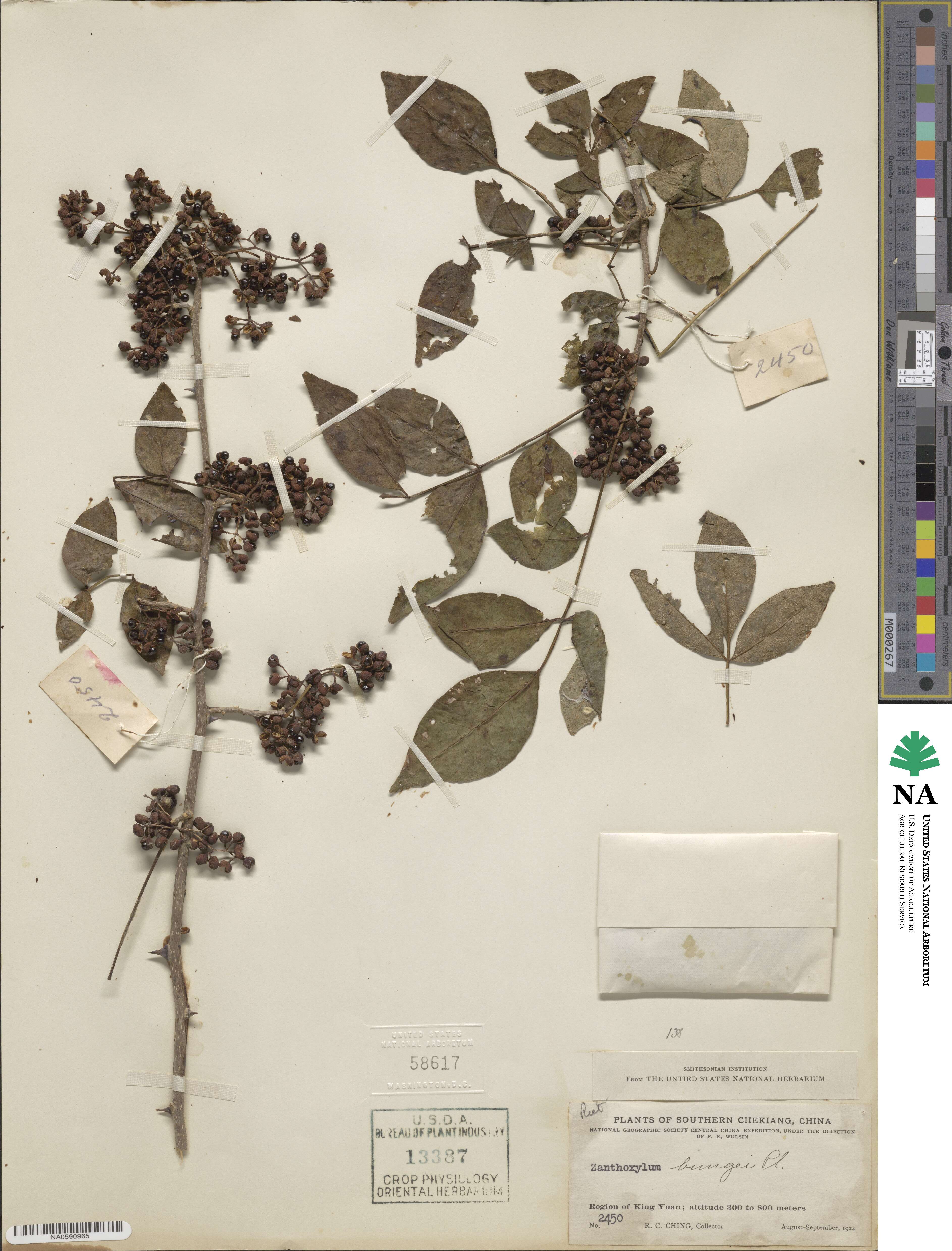 Zanthoxylum bungeanum image