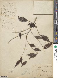 Zanthoxylum scandens image