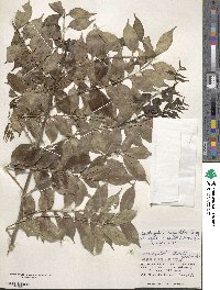 Zanthoxylum scandens image