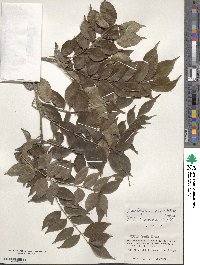 Zanthoxylum scandens image