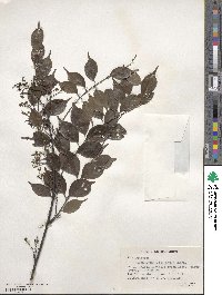 Zanthoxylum scandens image