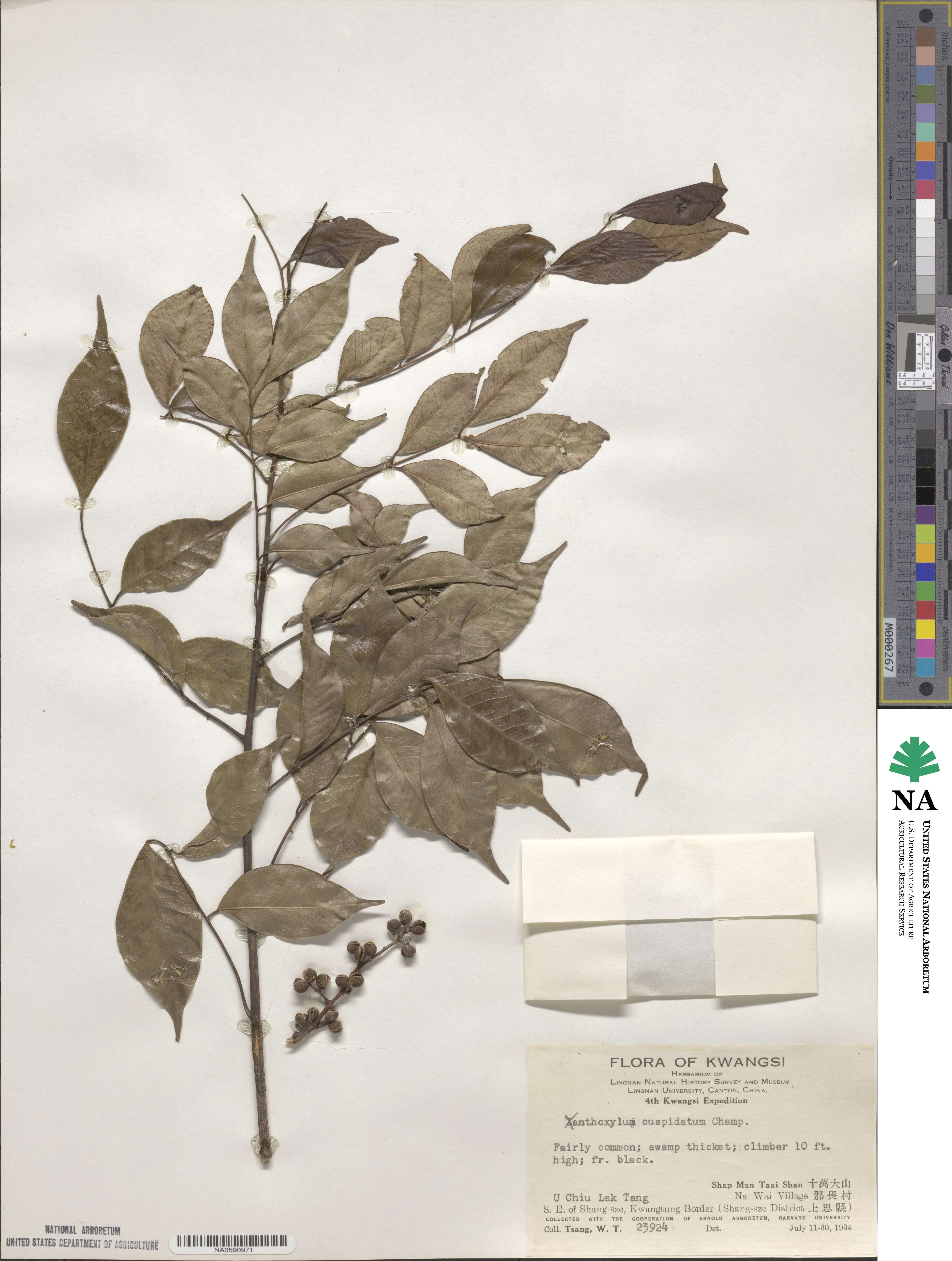 Zanthoxylum scandens image