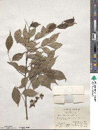 Zanthoxylum scandens image