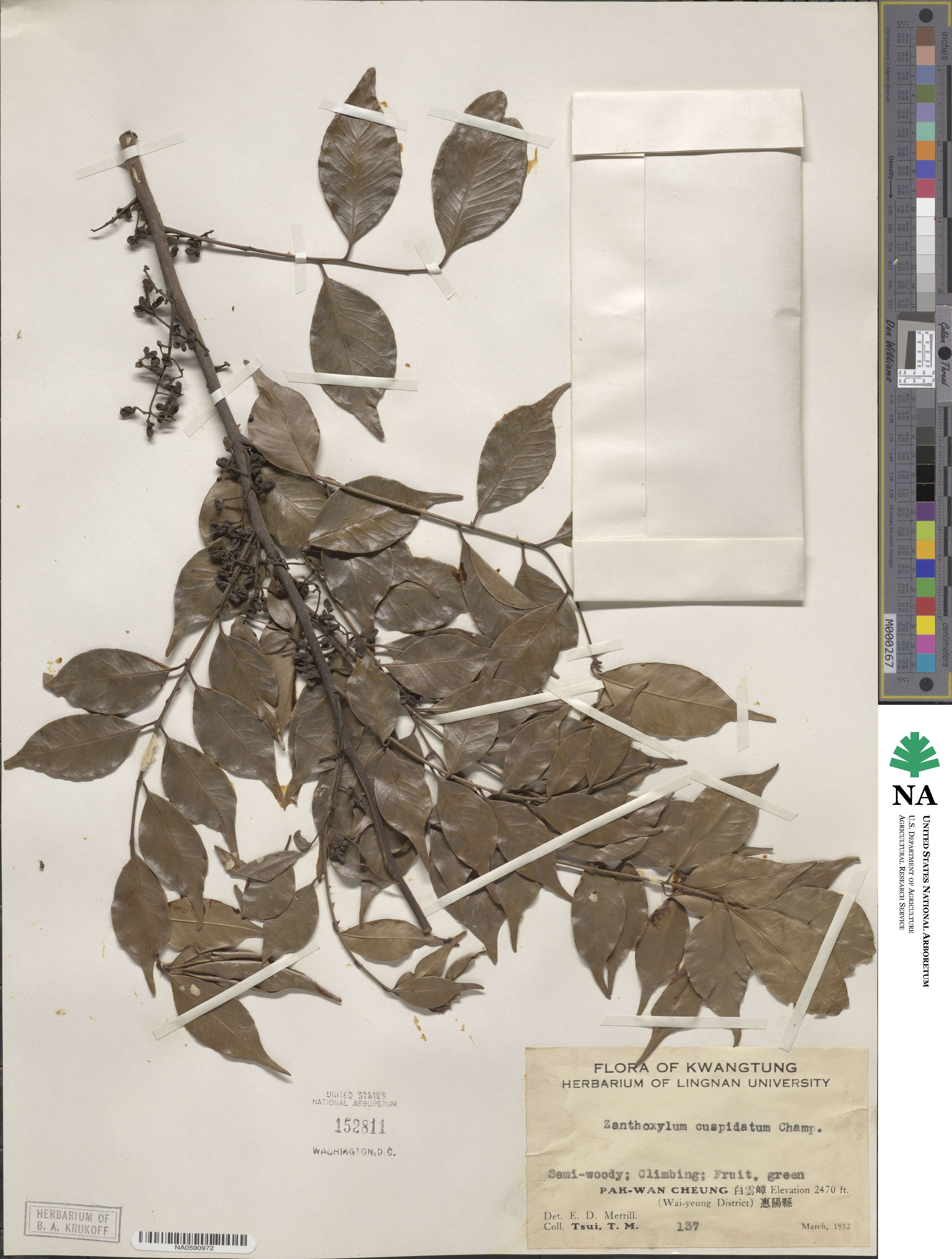 Zanthoxylum scandens image