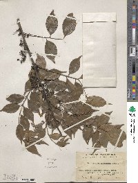 Zanthoxylum scandens image