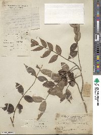 Zanthoxylum scandens image