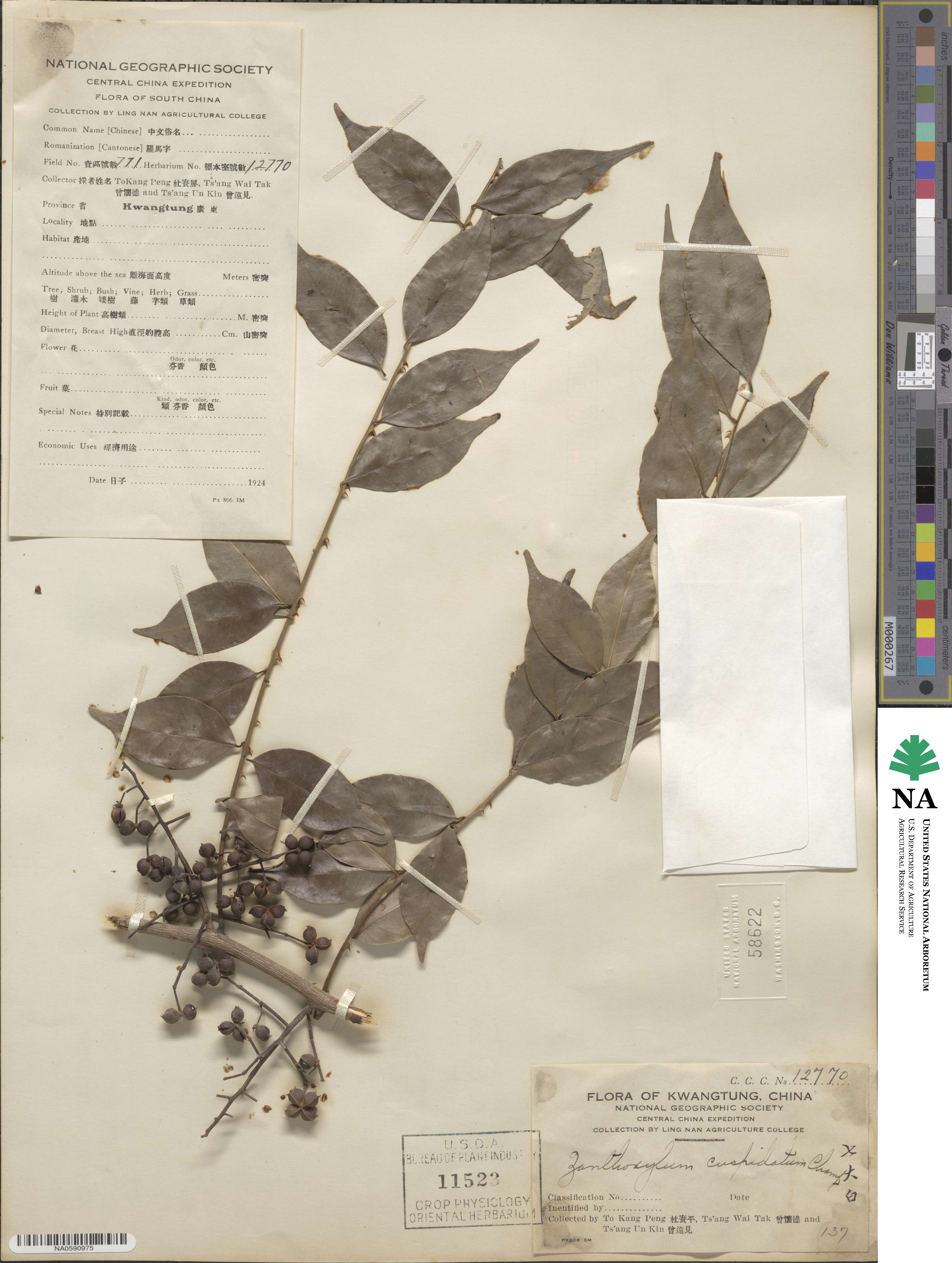 Zanthoxylum scandens image