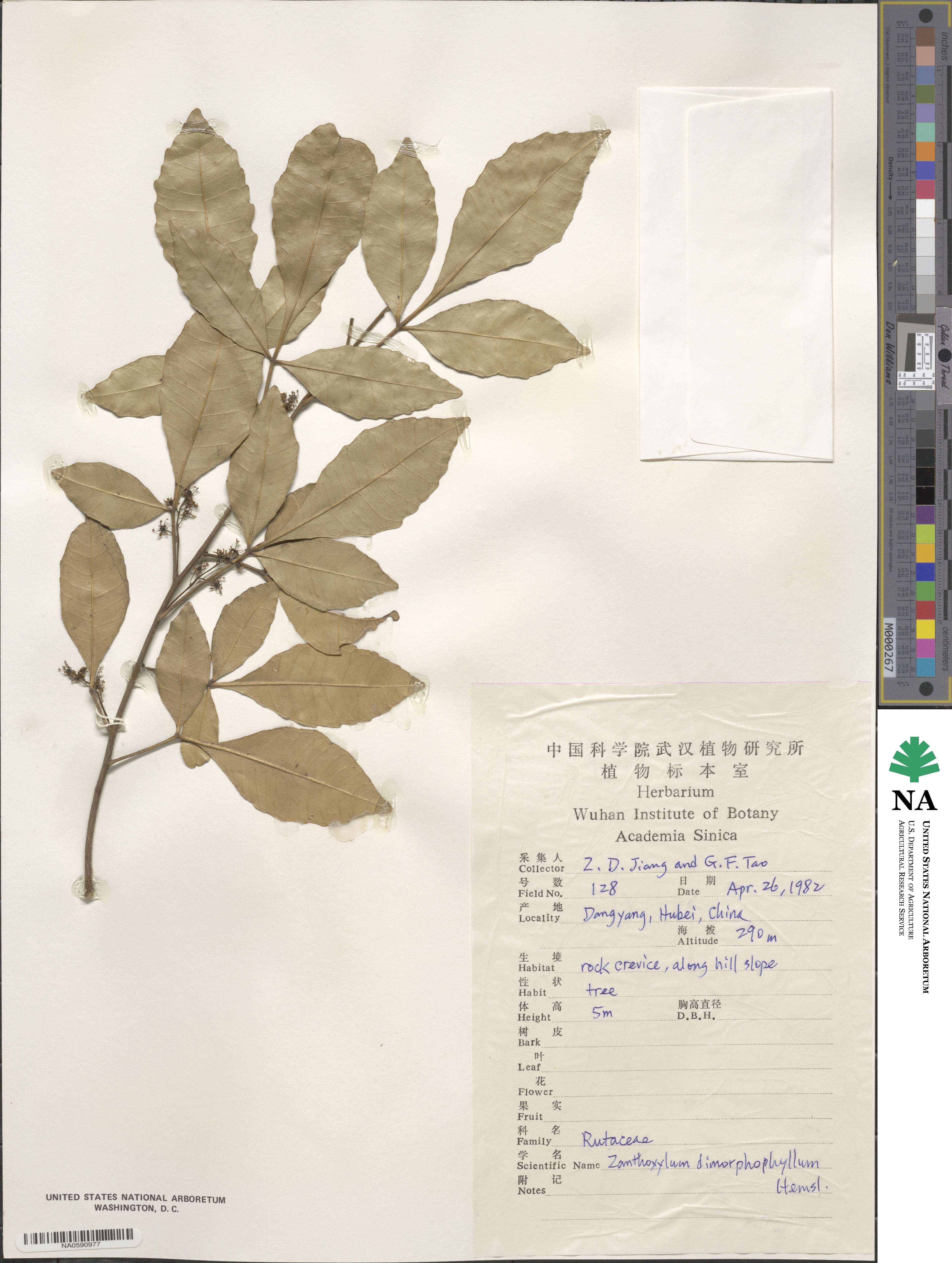 Zanthoxylum dimorphophyllum image