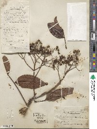 Zanthoxylum myriacanthum image