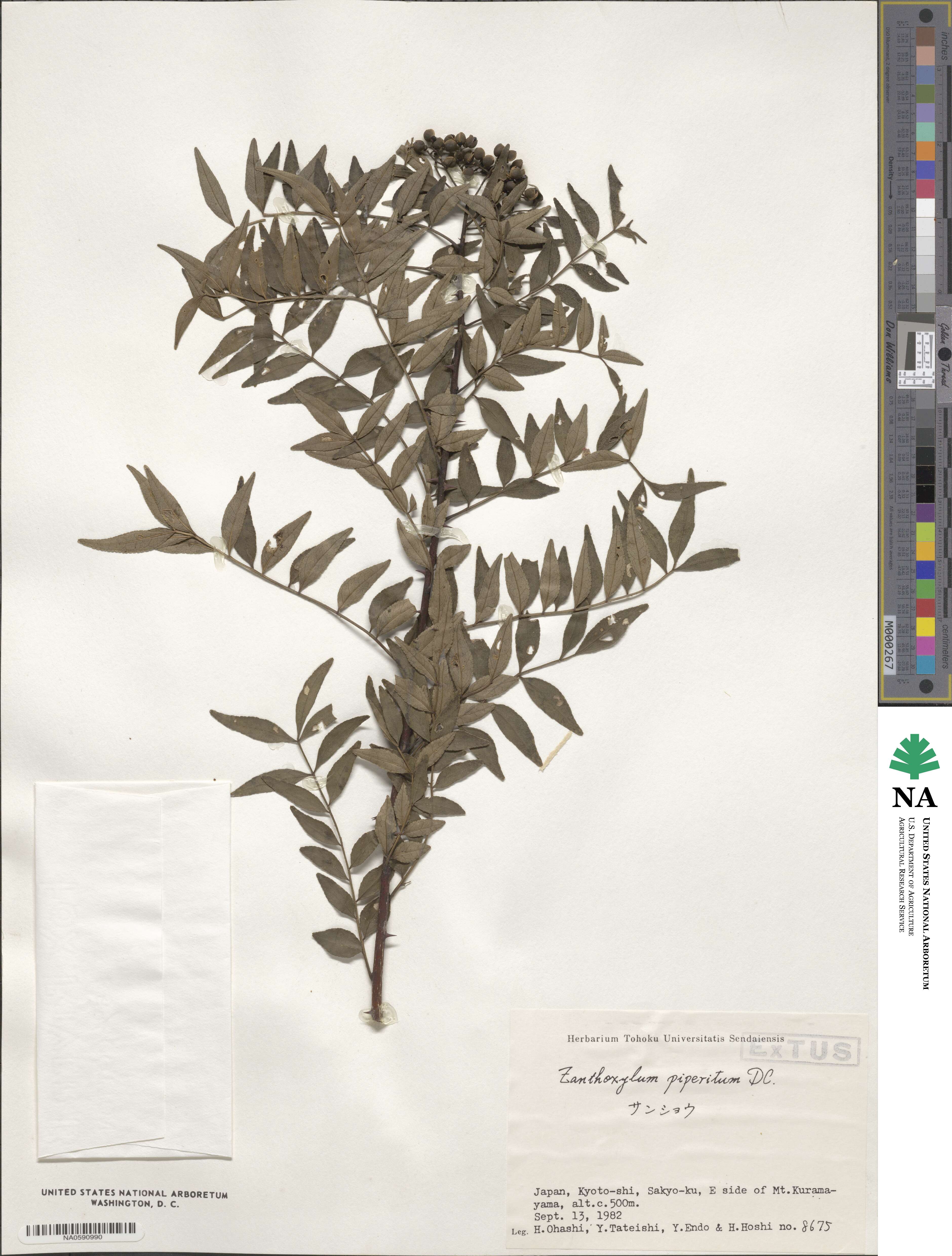 Zanthoxylum piperitum image