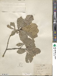 Quercus nigra image