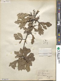 Quercus nigra image