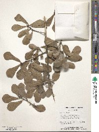 Quercus nigra image