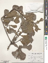 Quercus nigra image