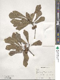 Quercus nigra image