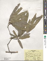 Quercus nigra image