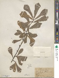 Quercus nigra image