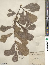 Quercus nigra image