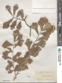 Quercus nigra image