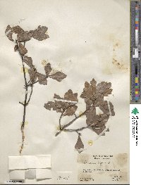 Quercus nigra image