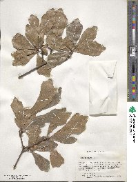 Quercus nigra image