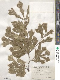 Quercus nigra image