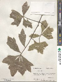 Quercus nigra image