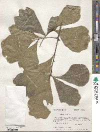 Quercus nigra image