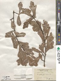 Quercus nigra image