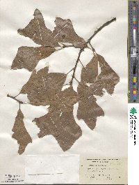 Quercus nigra image