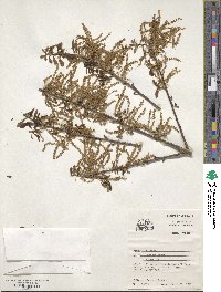 Quercus nigra image