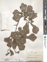 Quercus nigra image