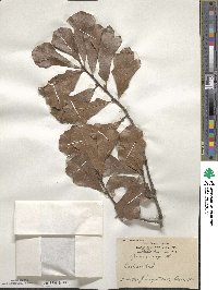 Quercus nigra image