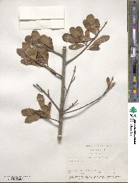 Quercus nigra image