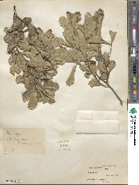 Quercus nigra image