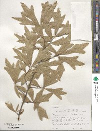 Quercus nigra image