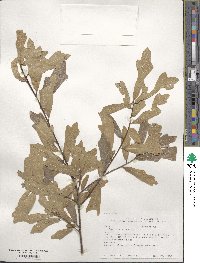 Quercus nigra image