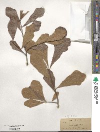 Quercus nigra image