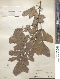 Quercus nigra image