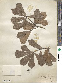 Quercus nigra image