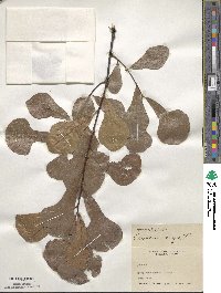 Quercus nigra image