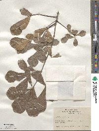 Quercus nigra image