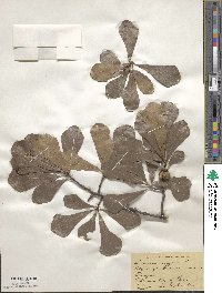 Quercus nigra image