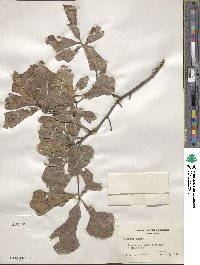 Quercus nigra image