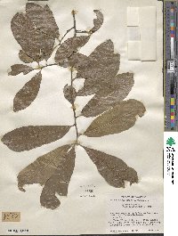 Quercus nigra image