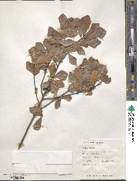 Quercus nigra image