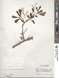 Quercus nigra image