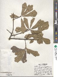 Quercus nigra image