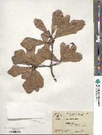 Quercus nigra image